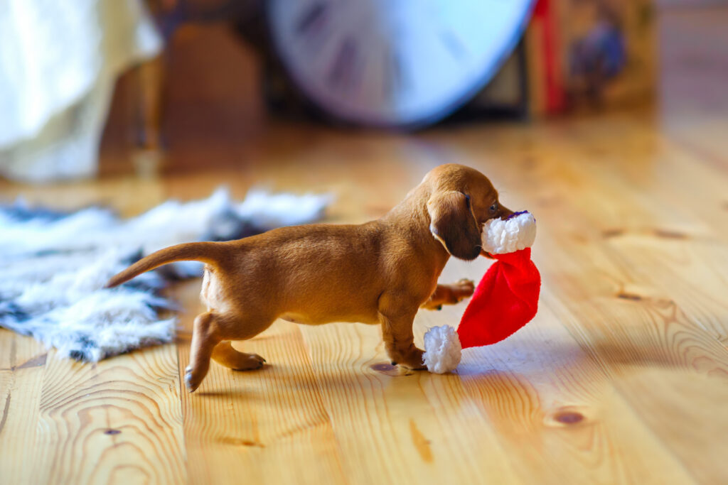 Hund til jul Søt dachshund med julegave i munnen