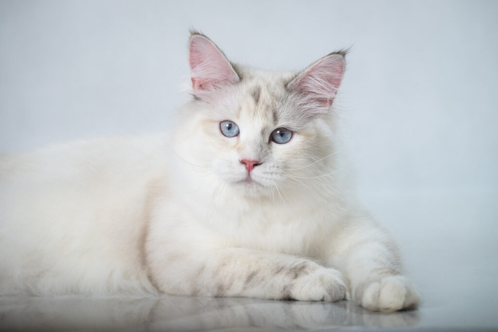 Vakker hvit sibirkatt Hvit, liggende sibirkatt