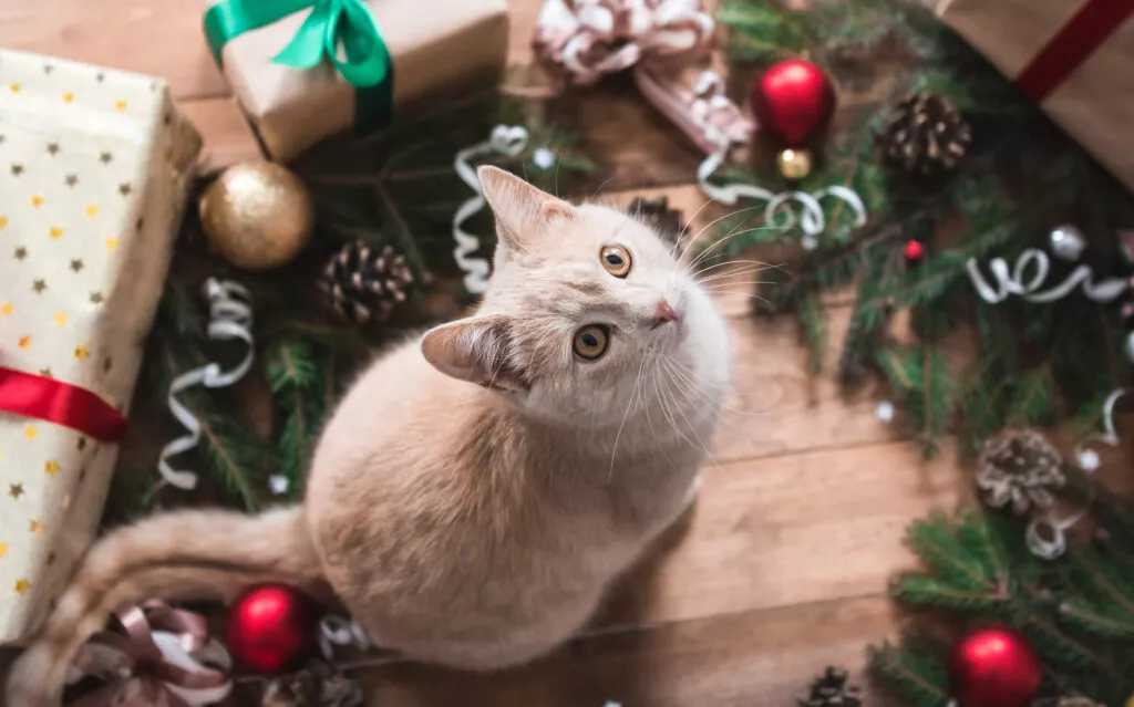 søt katt under juletre
