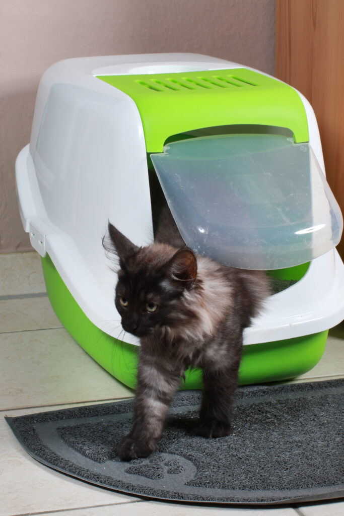 Katt på vei ut av kattedoen Kattetoalett med eller uten tak?