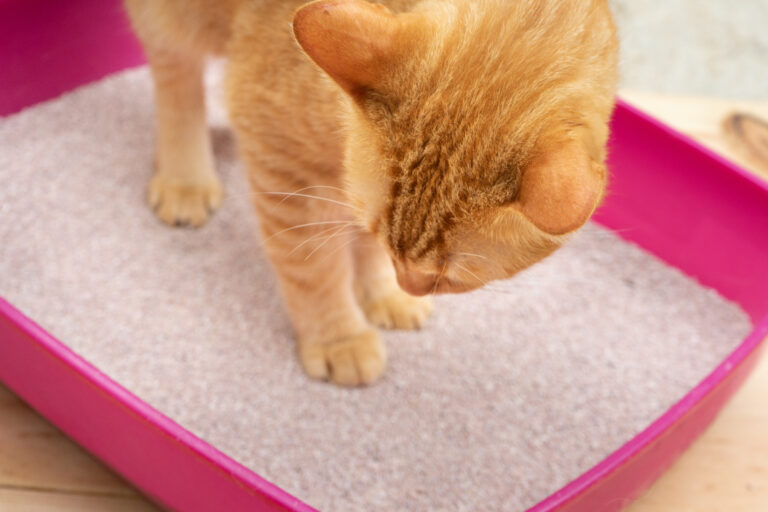 Søt katt i kattedoen sin Kattedo med eller uten tak