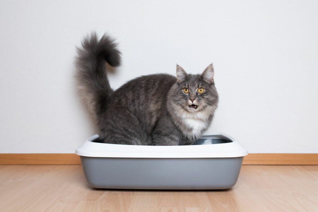 Grå katt i kattedoen sin Kattedo med tak vs. åpen kattedo