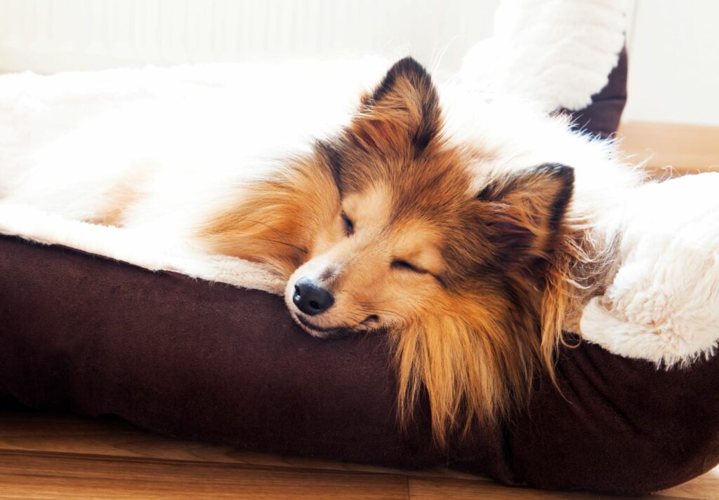 Hund ligger å koser seg i hundesengen sin Valentinsdag med hunden