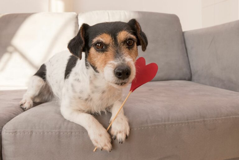 Hund som ligger på sofa med et hjerte mellom potene Valentinsdag med hund