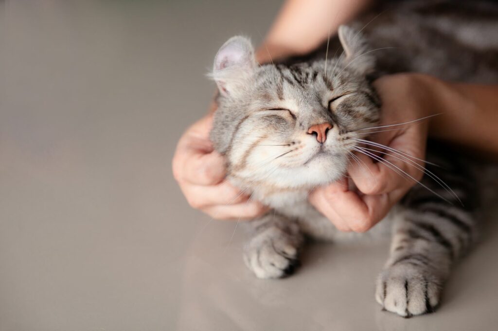 Katt som får massasje Valentinsdag med katt