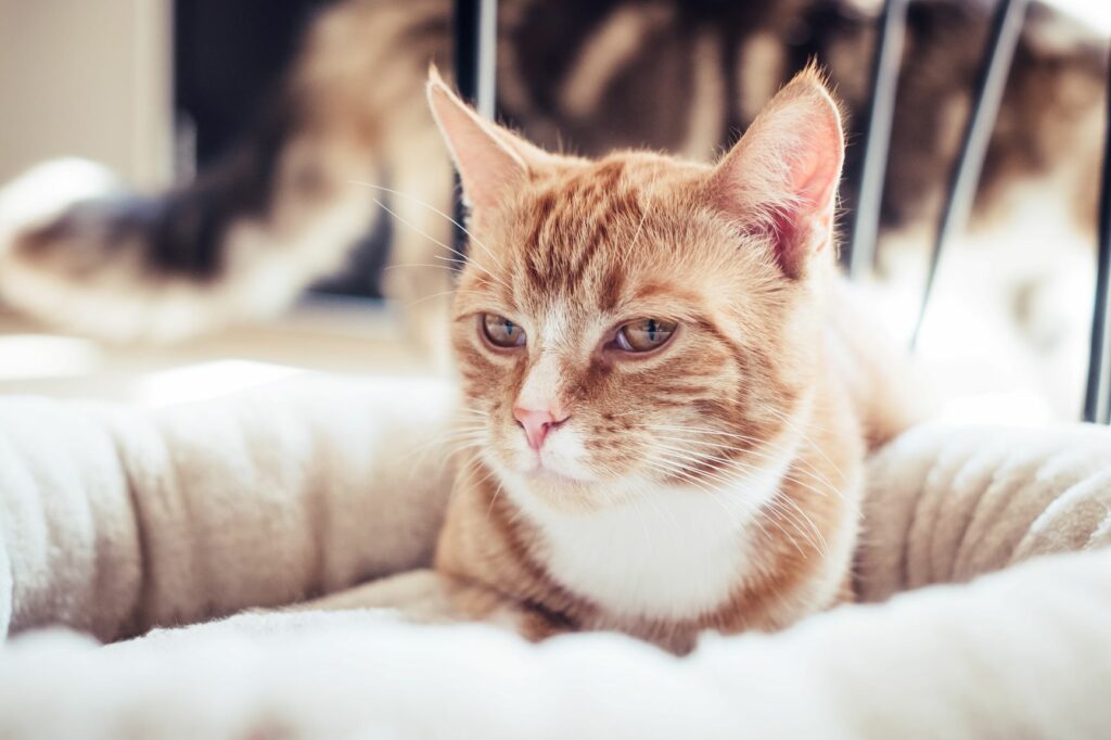 Katt koser seg i kattekurven Valentinsdag med katten