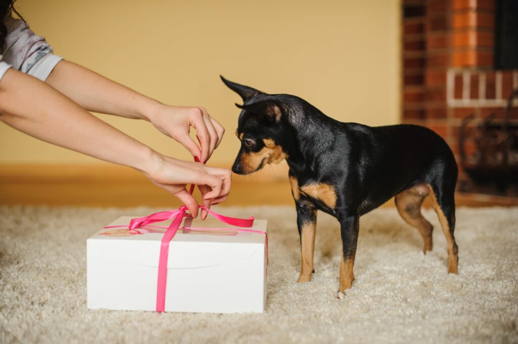 Hund som får en gave Valentinsgave til hund