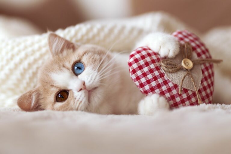 Valentinsgave katt Valentinsdag med katt