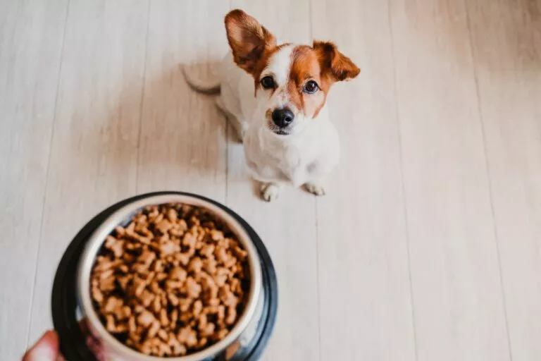 Beregne riktig fôrmengde til hund