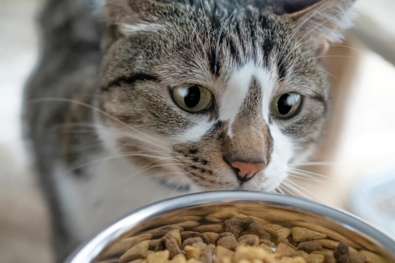 Katt som snuser på maten sin. Fôrmengde til katt