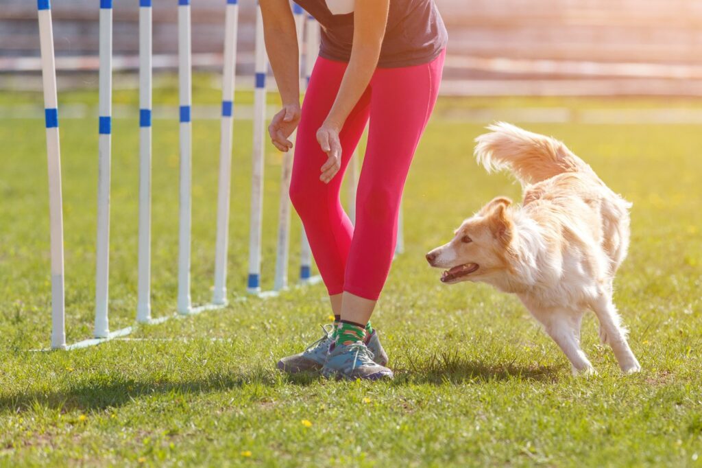 Hund og eier i agility løype Kommunikasjon mellom hund og eier