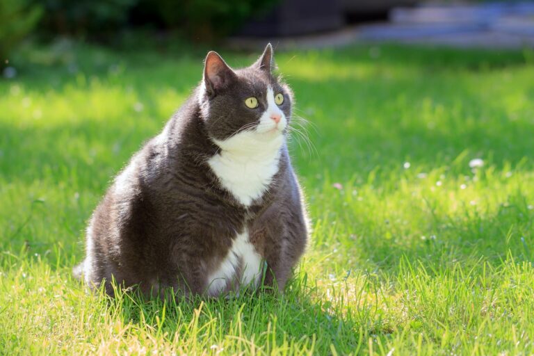 Overvektig katt sitter i gresset Overvekt hos katt