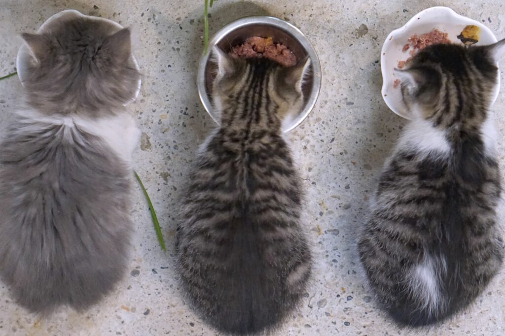 Tre kattunger spiser maten sin