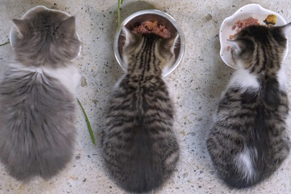 Kattunger spiser kattematen sin Tre kattunger spiser maten sin