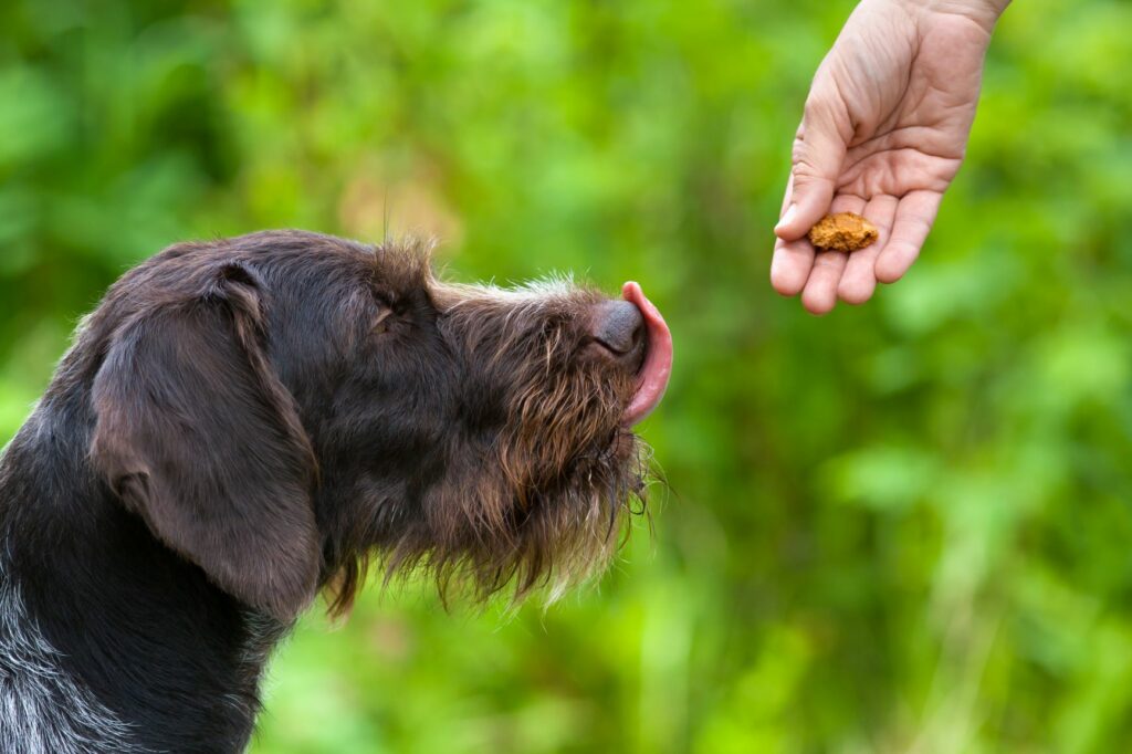 Hund som får en godbit overvektig hund som får godbiter