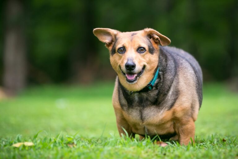 overvektig hund som står på en gressplen overvekt hos hund