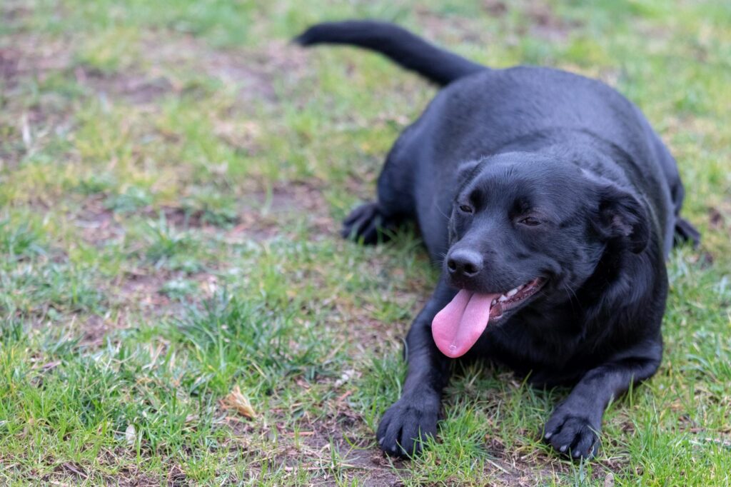 Svart labrador med overvekt