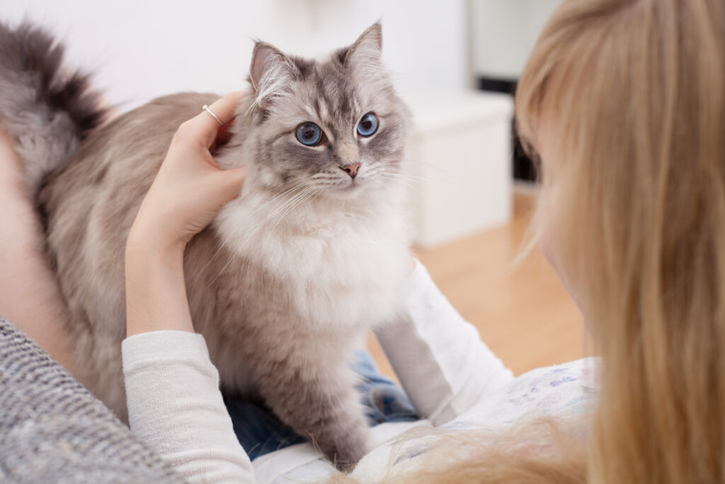 Nysgjerrig ragdoll katt som koser med eieren