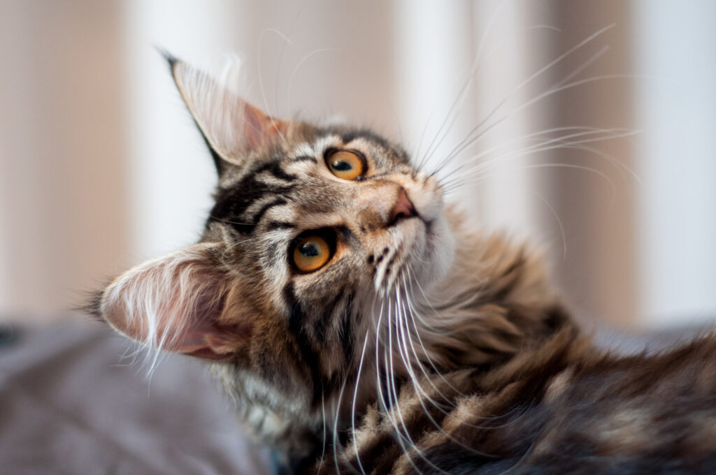 Ting å tenke på før du skaffer deg en katt