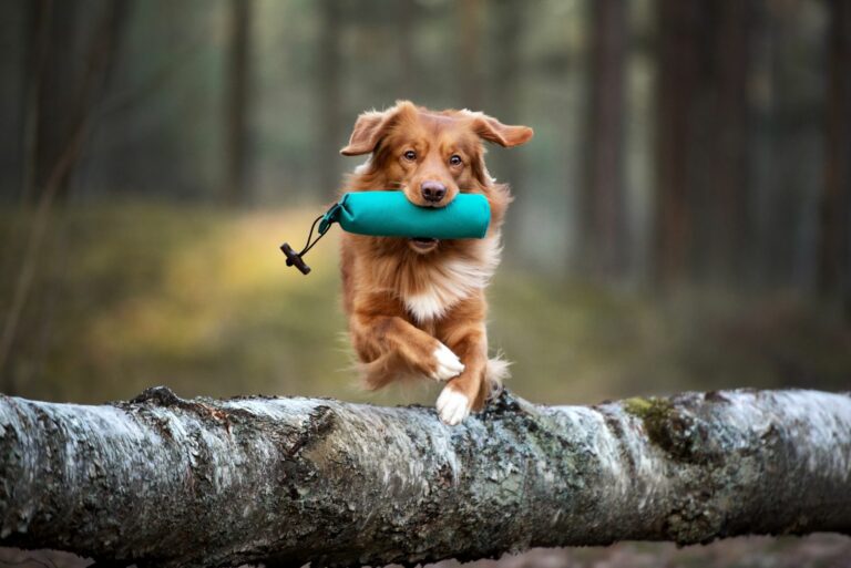 Hund som hopper over trestamme med dummy Springende hund i skogen med dummy i munnen