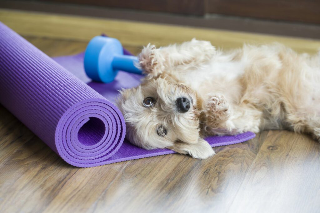 Hund som ligger på en yogamatte Hundetrim