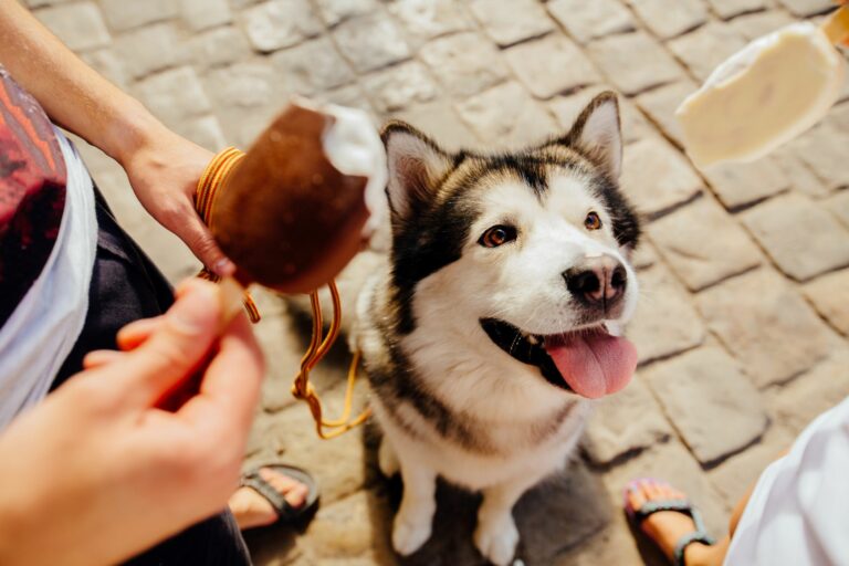 Hjemmelaget hundeis Hund som ser på iskrem