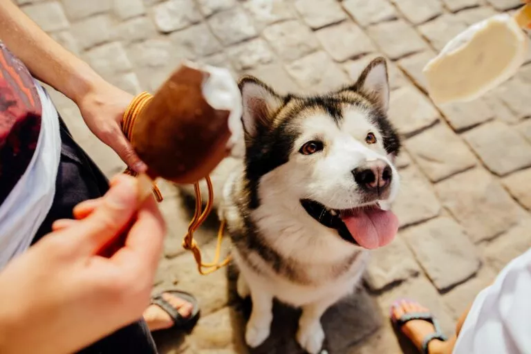 Hund som ser på iskrem