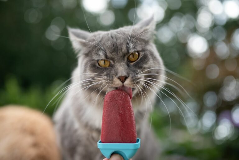Grå katt som spiser hjemmelaget katteis Katt som spiser katteis