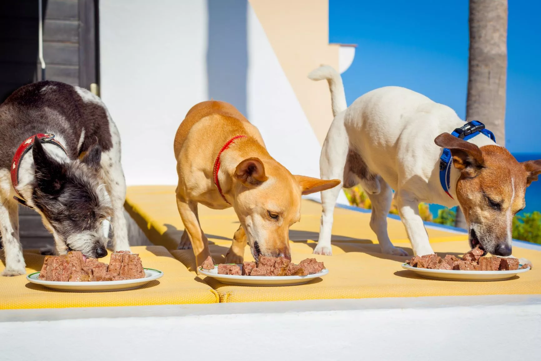 Hunder som spiser våtfôr fra tallerken