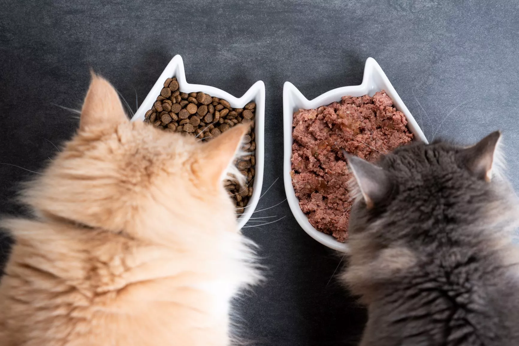 To katter som spiser kattemat fra to skåler
