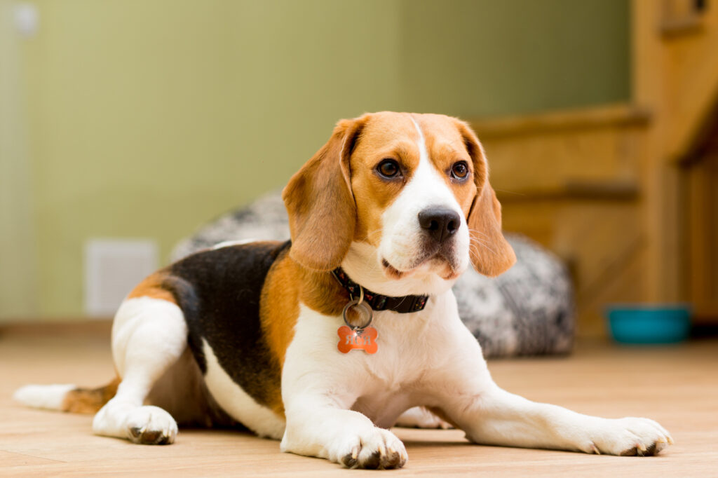 Beagle som titter nysgjerrig Skjønn beagle som ligger