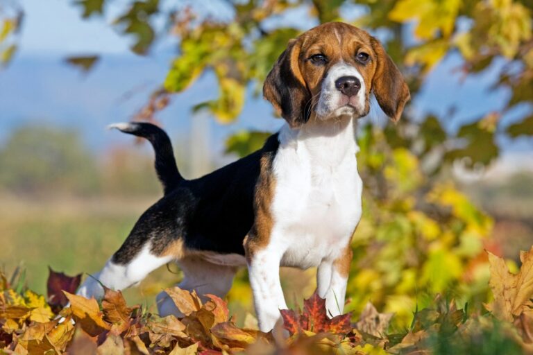 Beagle i skogen Nysgjerrig beagle