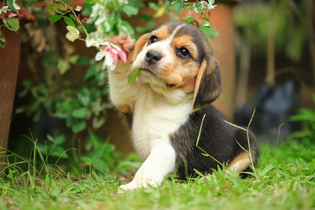 Nysgjerrig beagle valp Beaglevalp med blomst