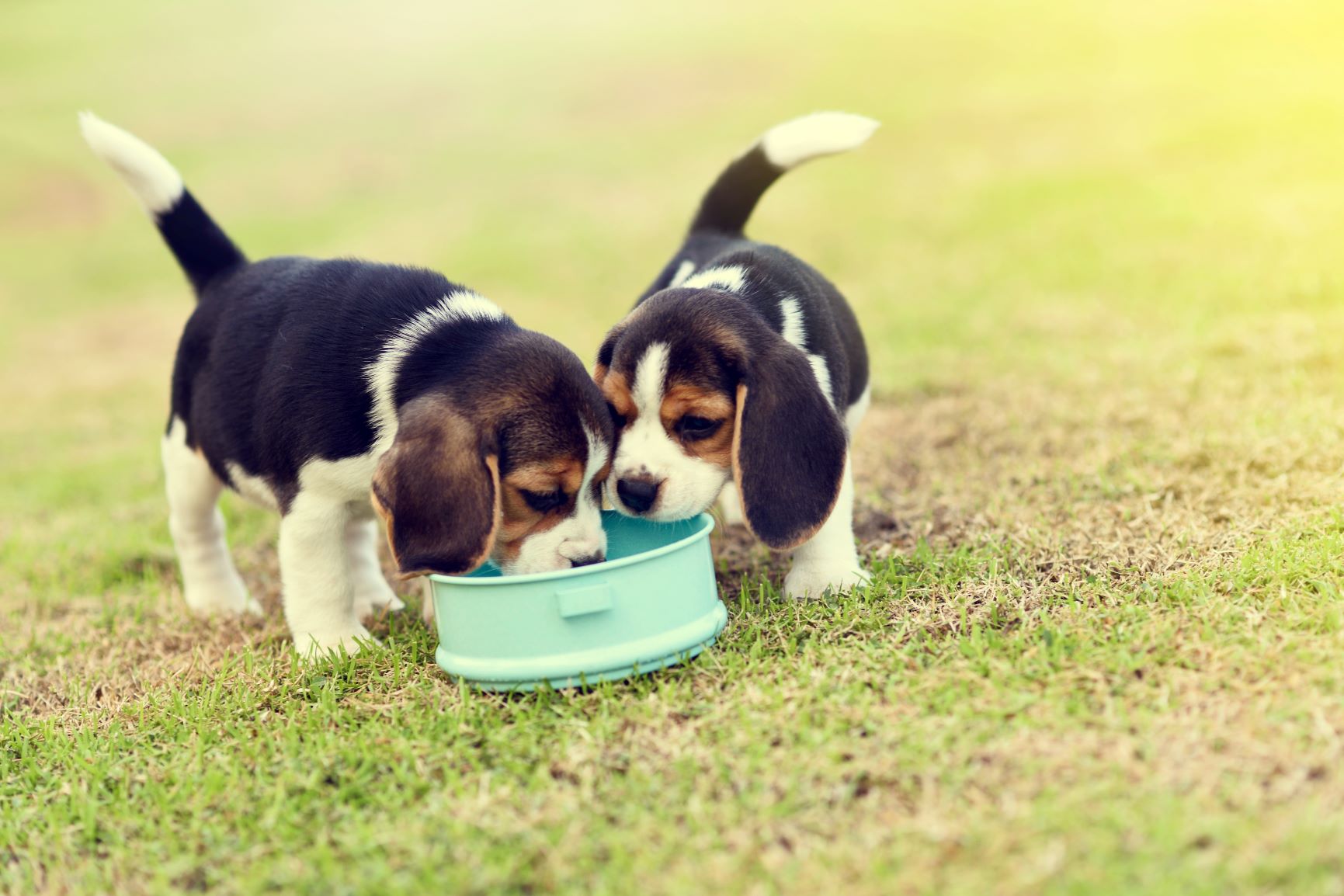 Beaglevalper med hundeskål