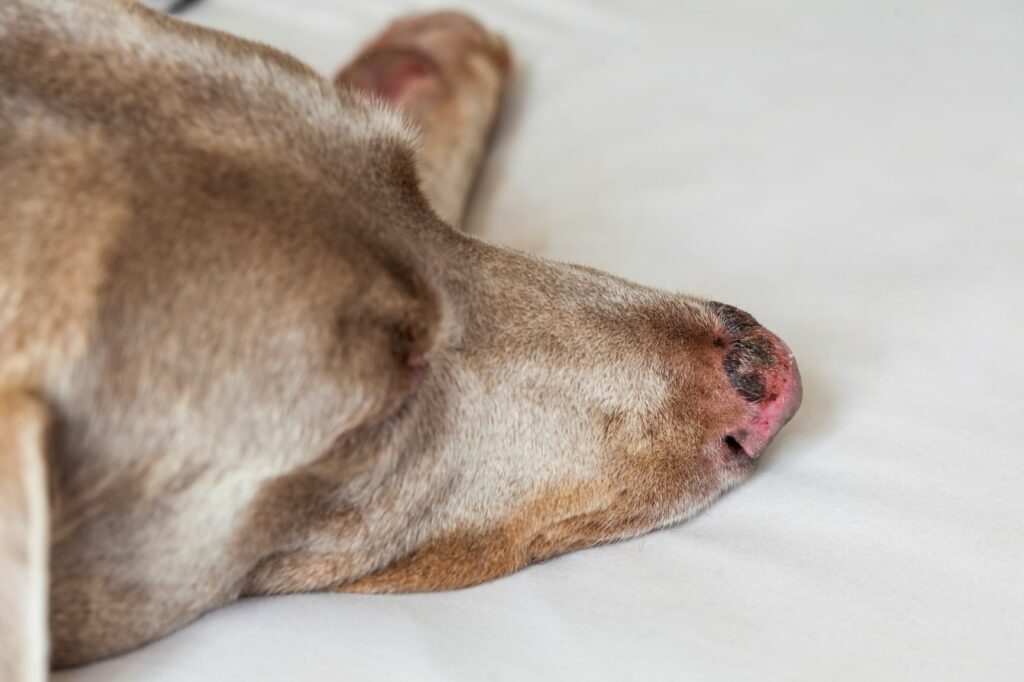 hund som har blitt solbrent