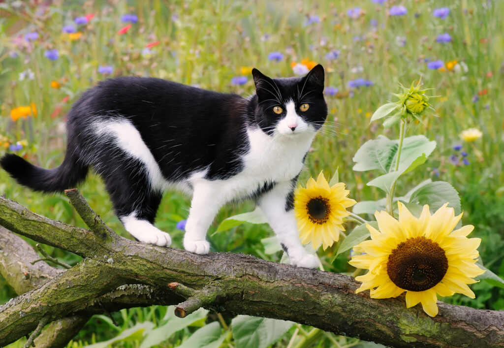 Svart-hvit europeisk korthår europeisk korthår i blomstereng