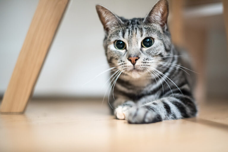 Gray european shorthair getting ready to pounce Grå europeisk korthår