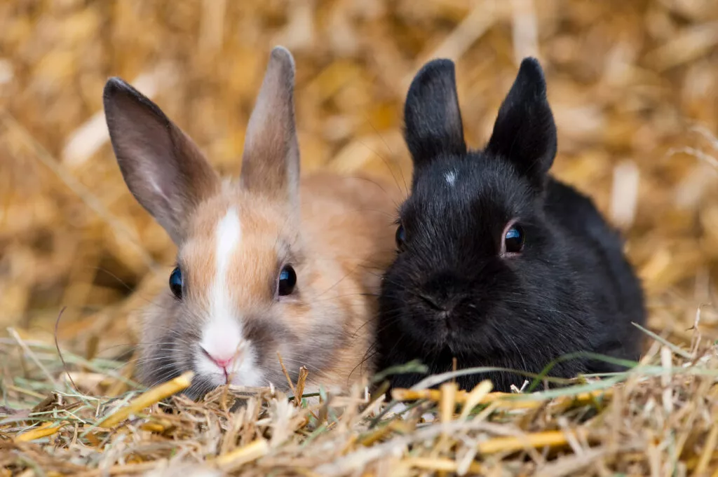 To små kaniner