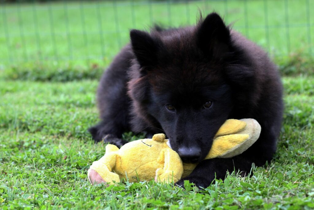 Svart eurasiervalp Eurasier valp med hundeleke