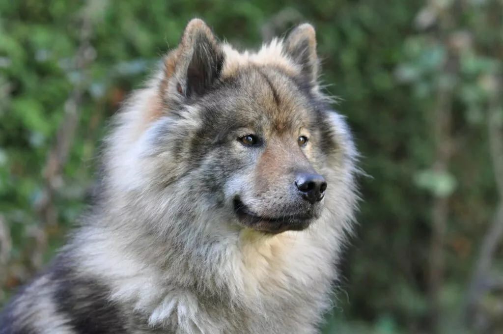 Eurasier Grå eurasier utendørs