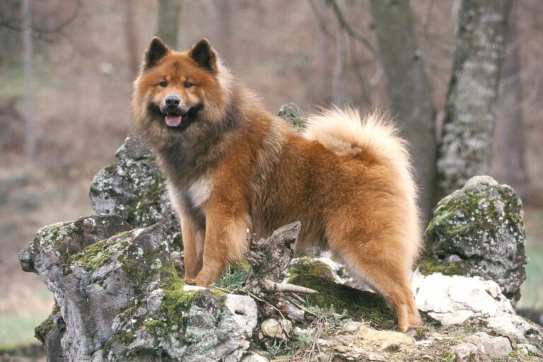 Eurasier i naturen Voksen eurasier ute i skogen