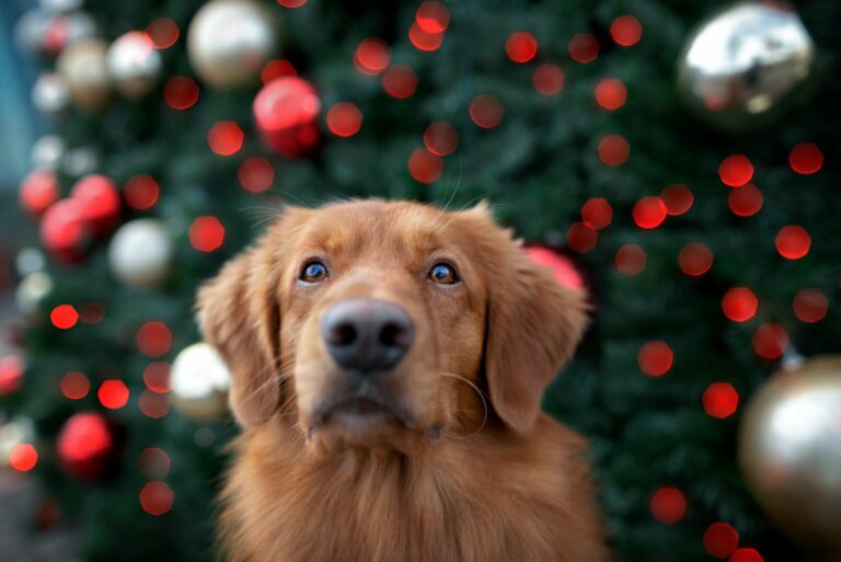 adventskalender hund hjemmelaget julekalender til hund