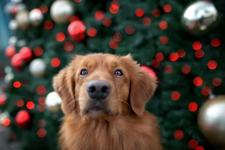 hjemmelaget julekalender til hund