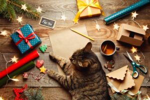 Hjemmelaget julekalender til katt