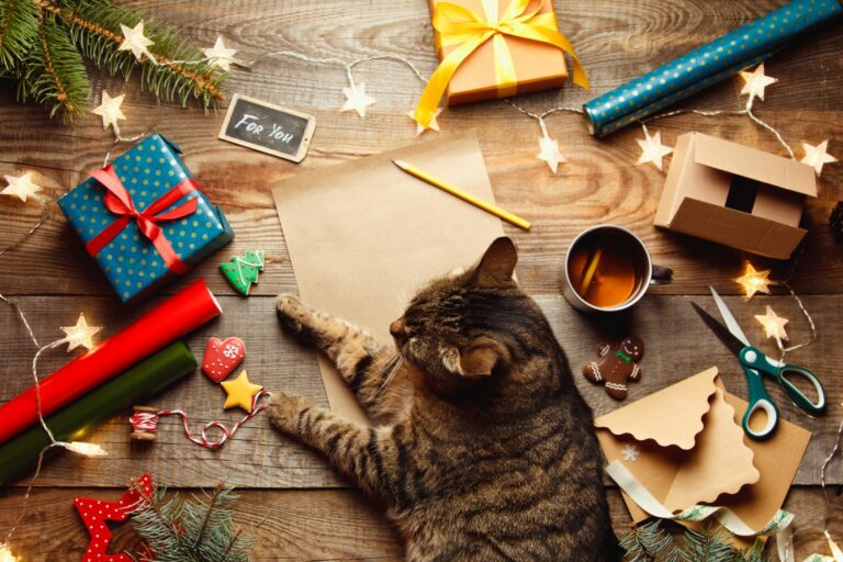 Julekalender katt Katt med julekalender