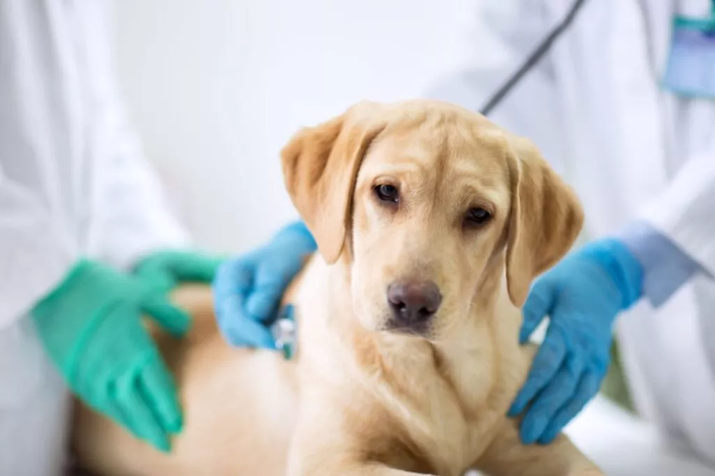 Hund undersøkes for kennelhoste Hund med kennelhoste