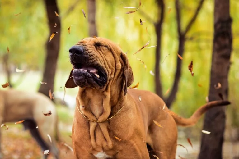 Fila brasileiro med kennelhoste