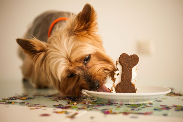Hund med bursdagskake Liten hund som spiser hundekake