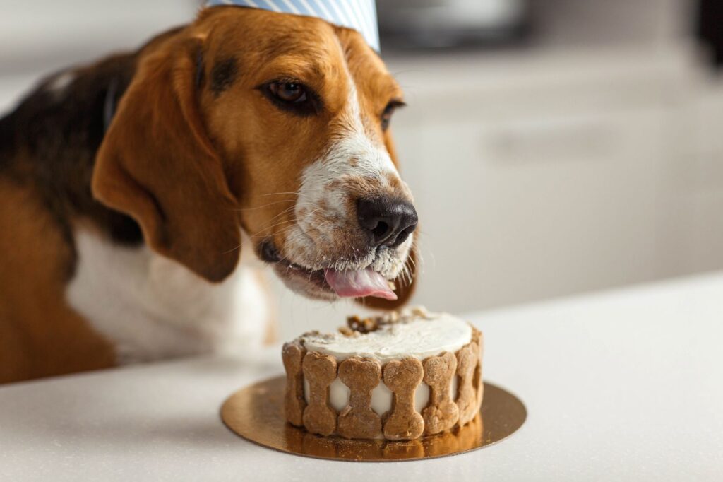 Beagle med bursdagshatt som spiser hundekake Hundebursdag med hundekake