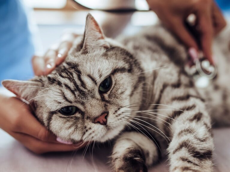 kattepest katt som undersøkes for felint panleukopenivirus